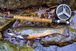 Maine Brook Trout