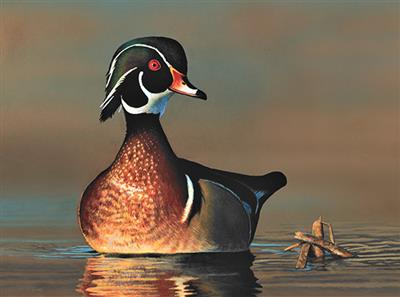 Jr Duck Stamp Print winner 2020